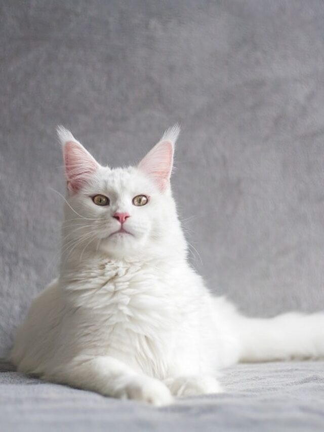 Facts About Quirky Cat Behaviors