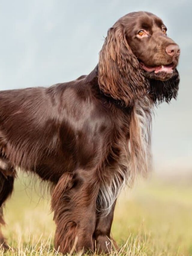 Field Spaniel Dog Breed Information