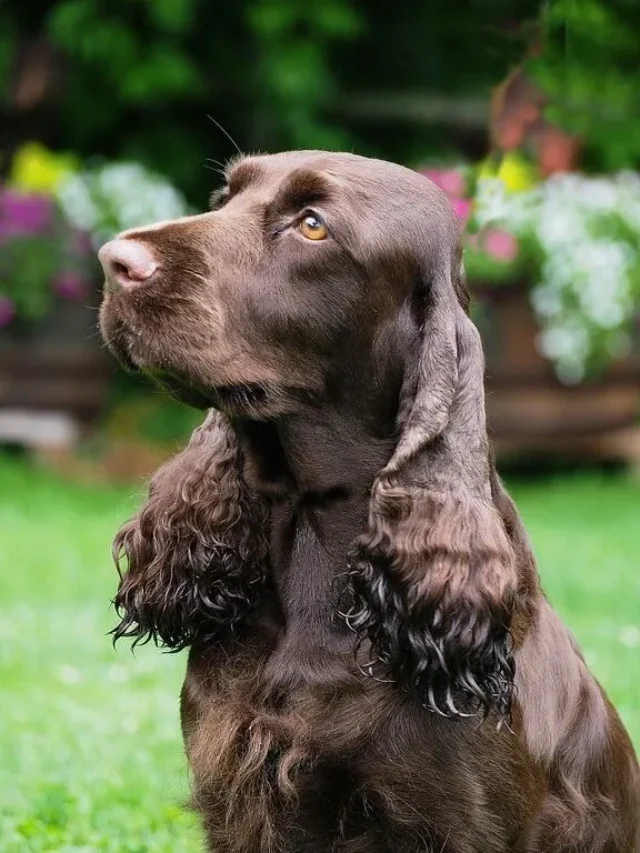 Field Spaniel 05