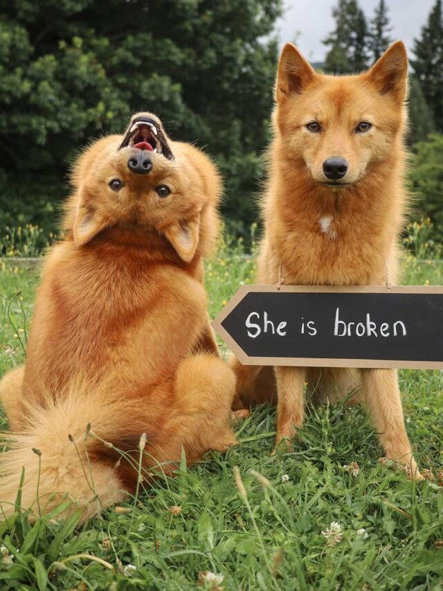 Finnish Spitz 02