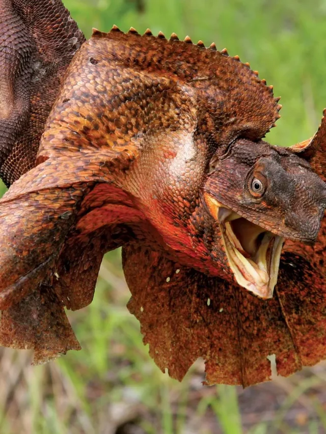 Frilled-lizard
