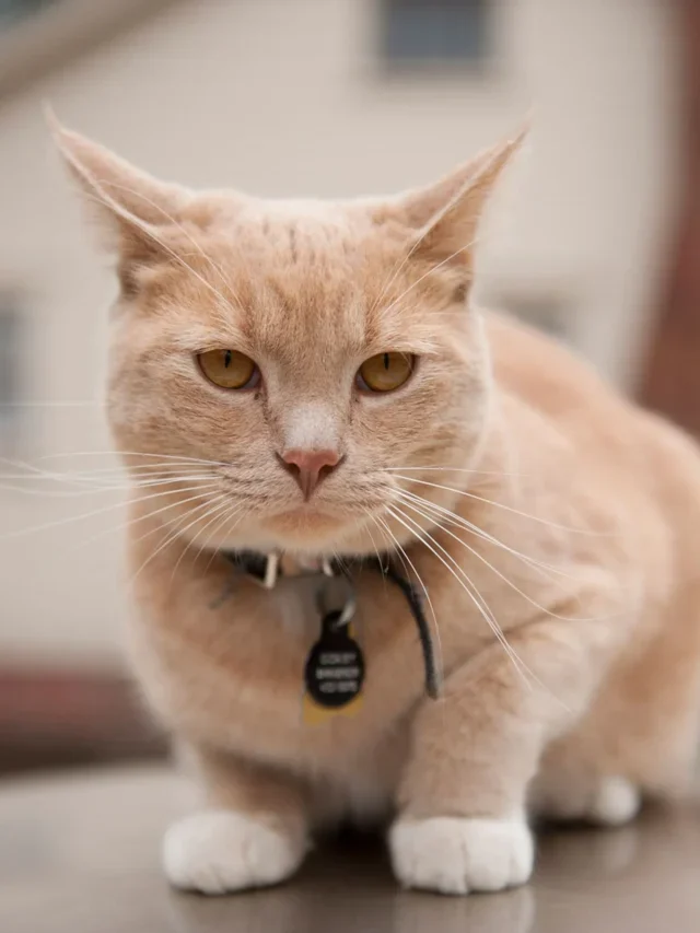Fun Cat Facts for Kids