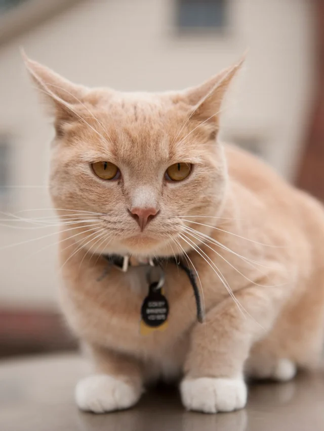 Fun Cat Facts for Kids