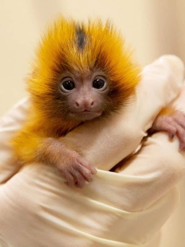 Golden Lion Tamarin 01