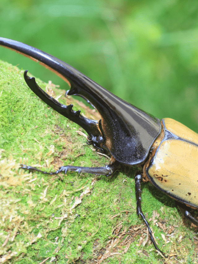 Hercules-Beetle
