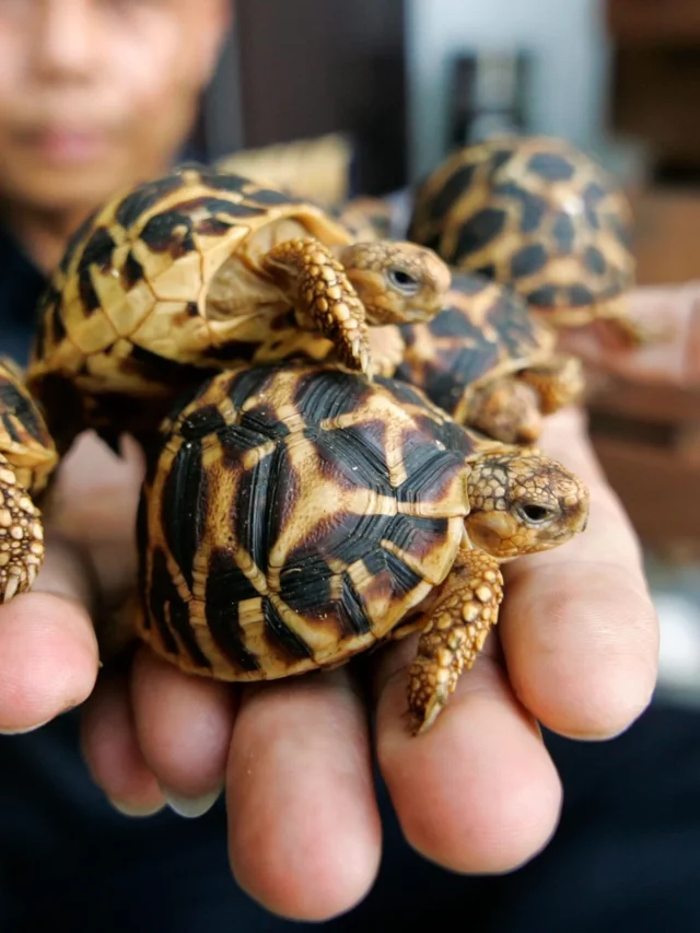 Indian Star Tortoise 04