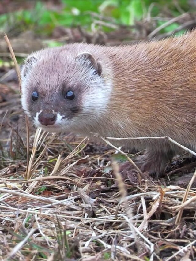 JAPANESE WEASEL