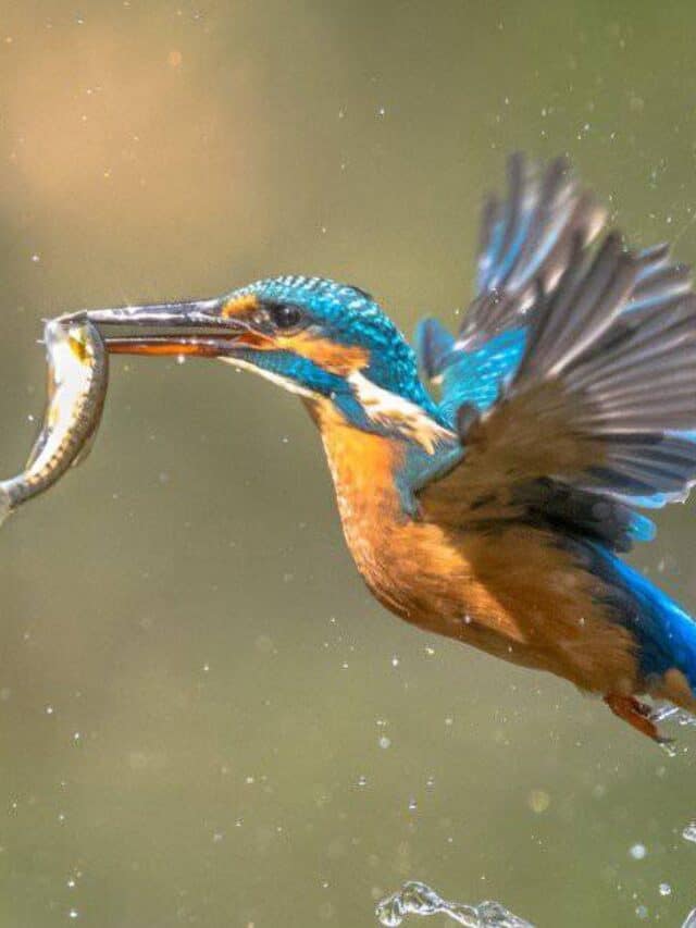 Kingfisher