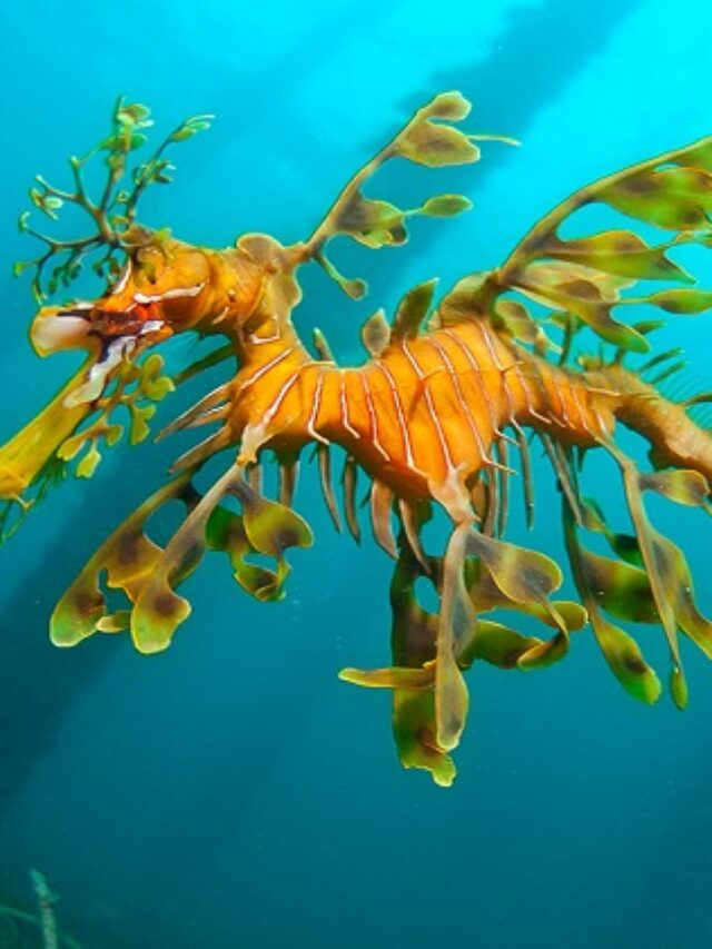 Leafy Sea Dragons 03
