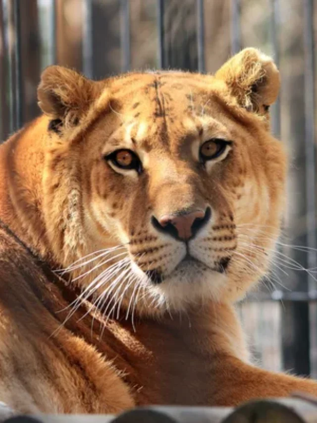5 Incredible Liger Facts