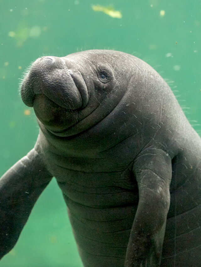 Fun Facts About Manatees