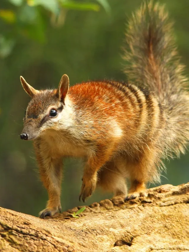 Top 10 Cutest Animals in 2022