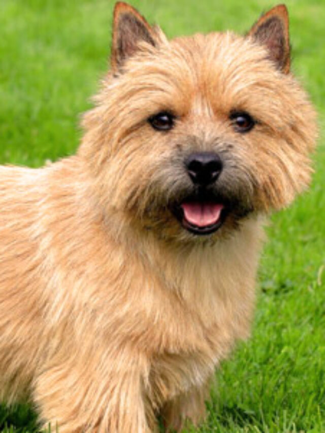 Norfolk-Terrier