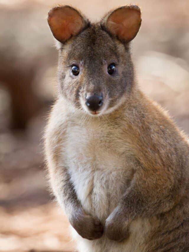 Top Pademelon Facts That Blow Your Mind