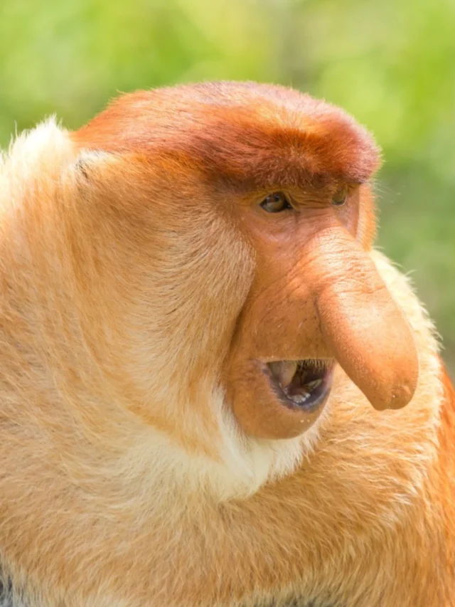 Proboscis Monkey