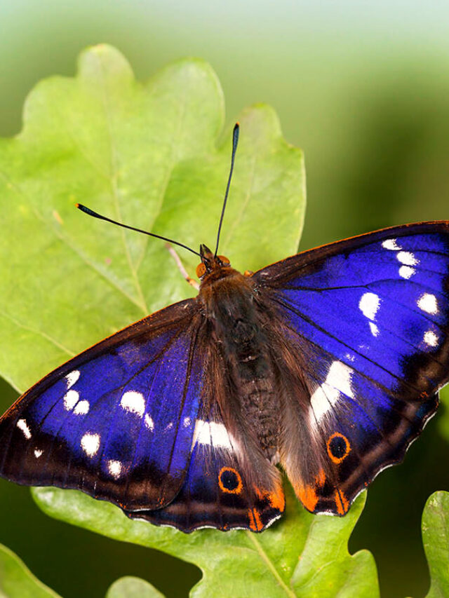 Purple Emperor 01