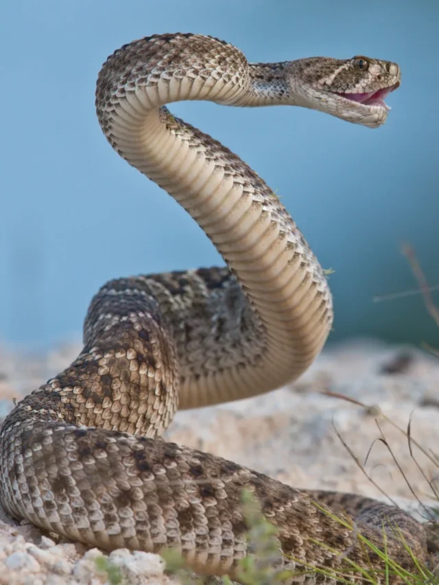 REMARKABLE FACTS ABOUT RATTLESNAKES