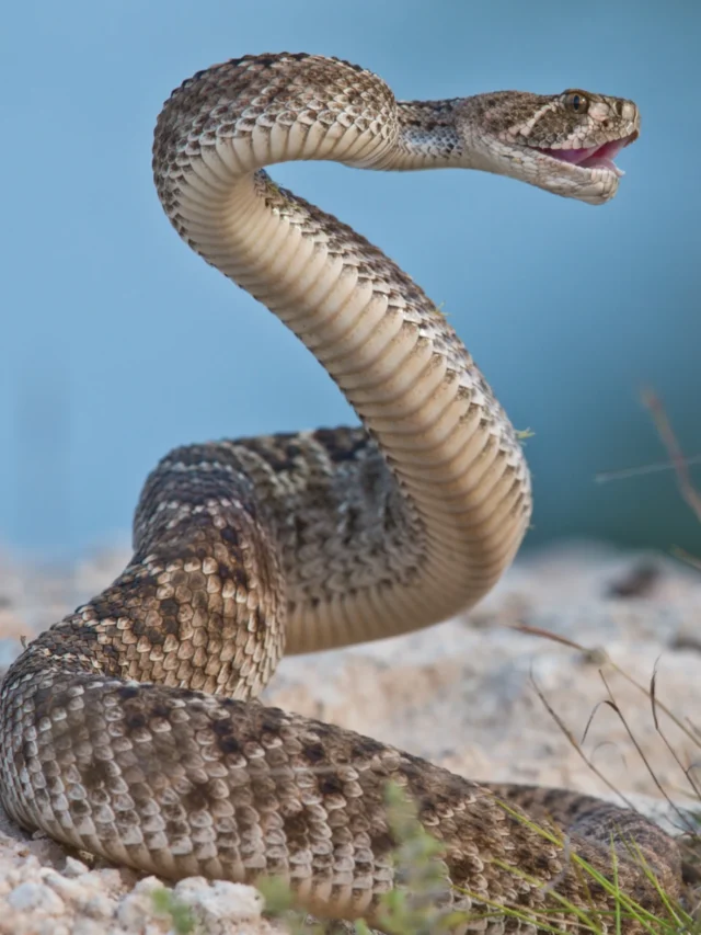 RATTLESNAKES 08