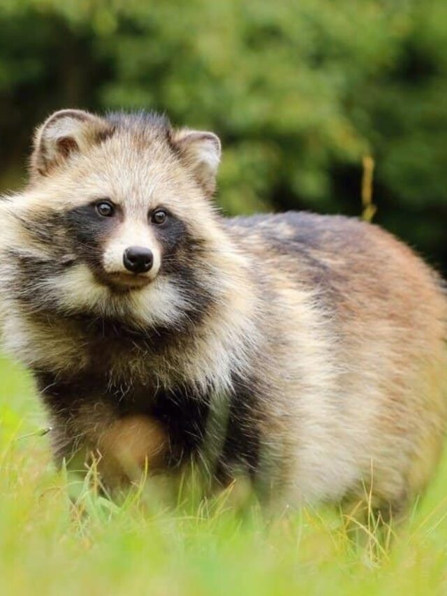 Surprising Facts About Raccoon Dogs