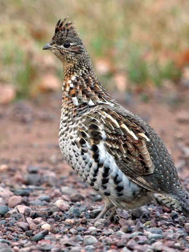 Top 10 facts about Grouse