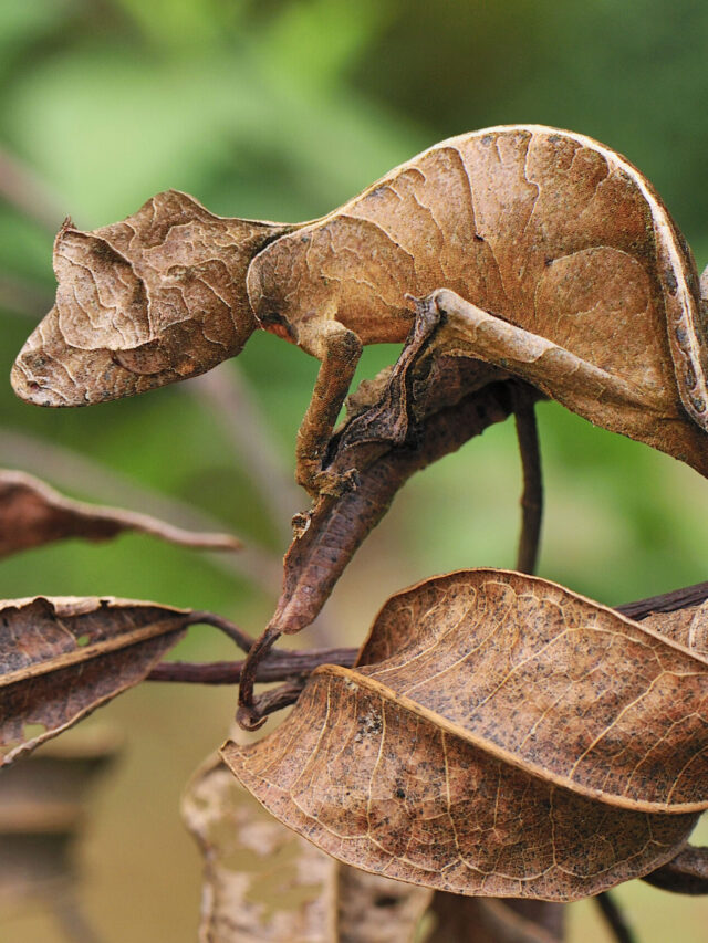Satanic Leaf-Tailed Gecko 03