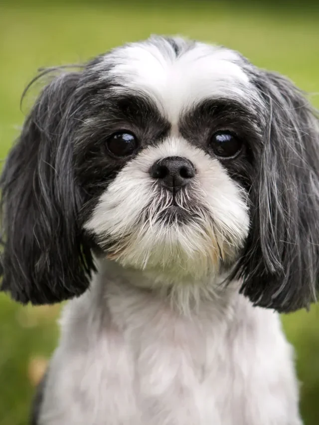Facts About the Shih Tzu
