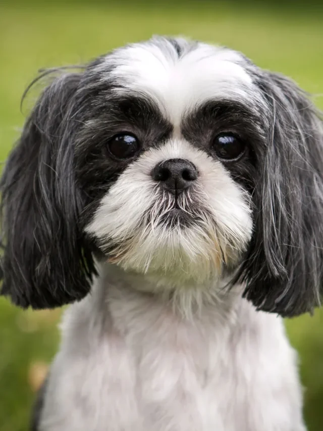 Shih Tzu
