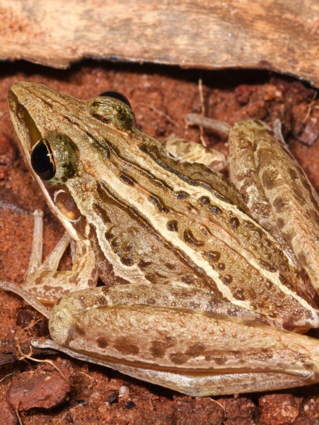 Striped Rocket Frog Facts