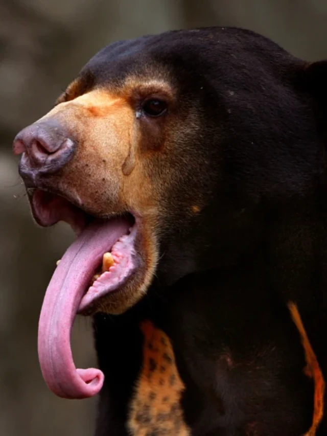 Sun Bear 03