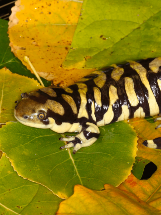 Tiger Salamander 04