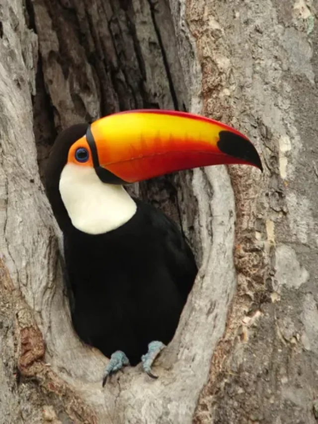 Things You Didn’t Know About Toucans