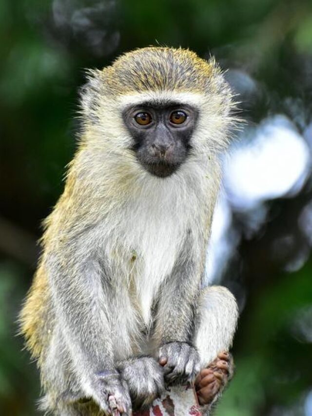 VERVET MONKEY INCREDIBLE FACTS
