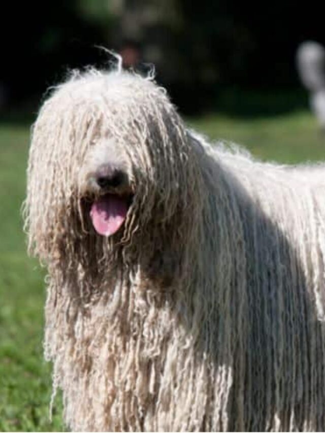 The 6 Types of Dog Breeds