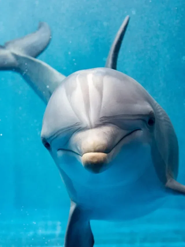 Fun Facts About Dolphins