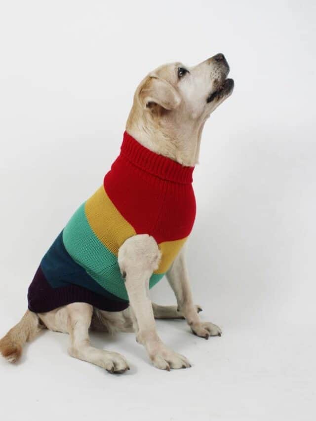 Winter wear