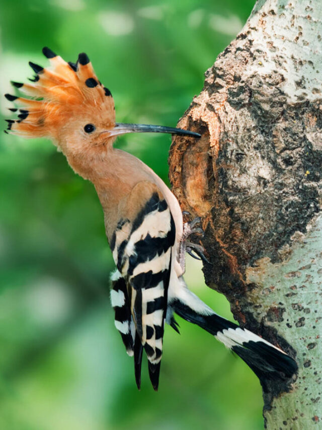 Woodpecker-Review