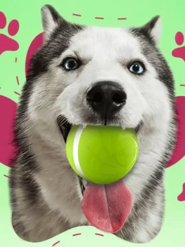 Does Zippy Pet Ball Safe For Your Pet?