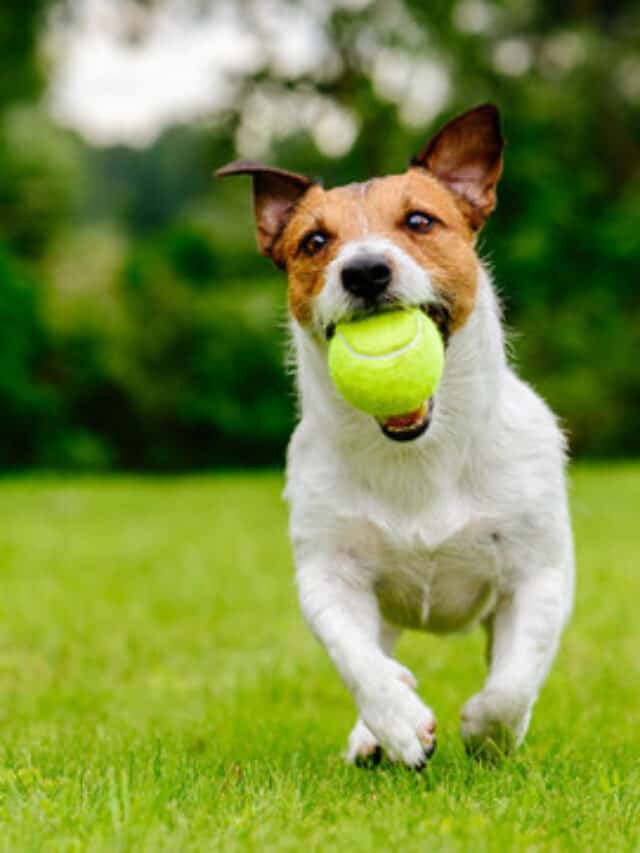 7 Reasons Why Dogs Make the Best Pets