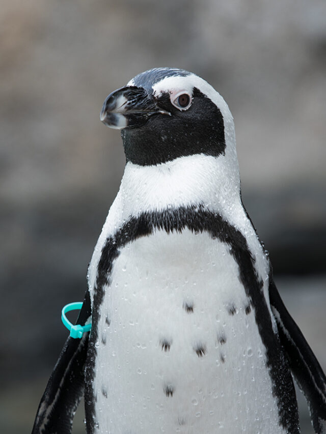 Facts About African Penguins
