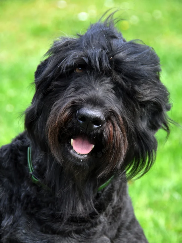black-russian-terrier-dog-close-up-garden_231786-324
