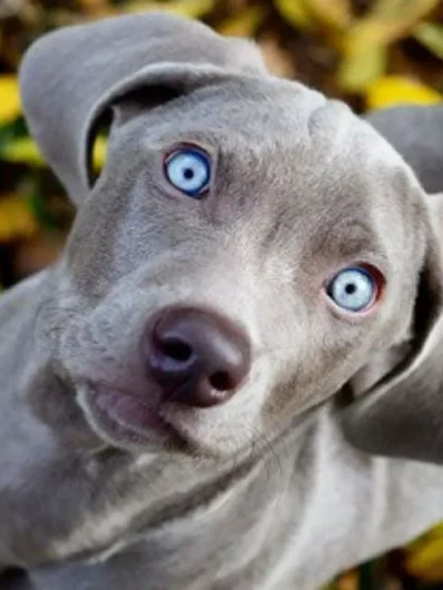 Best food for Blue Lacy Dog