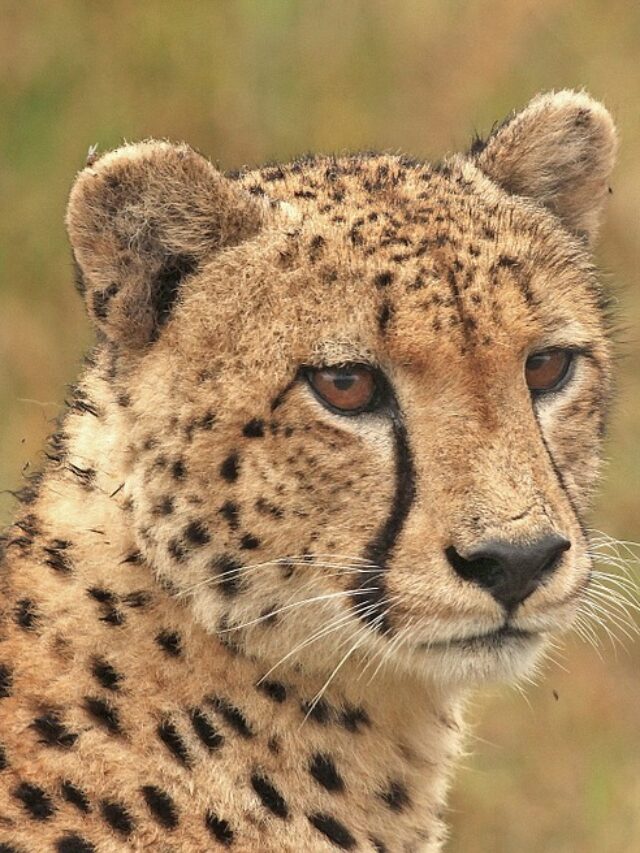 cheetah-facts