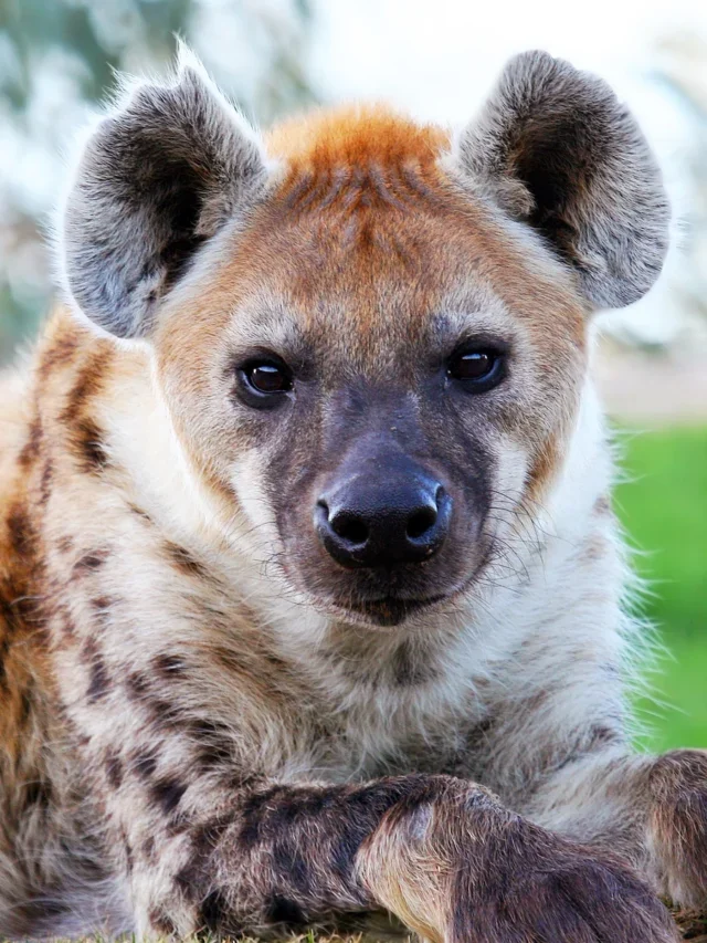 Animal Bites that will Completely Destroy You