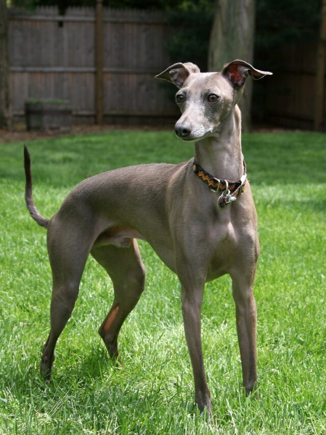 Fast Facts About Greyhounds