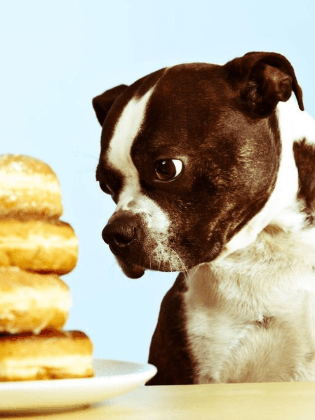 Control and avoiding overfeeding to pet