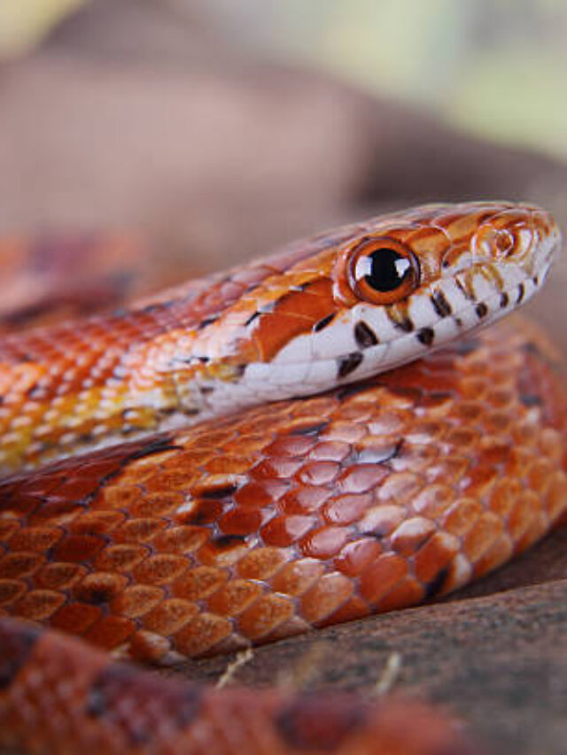 portrait of a beautiful corn snake
