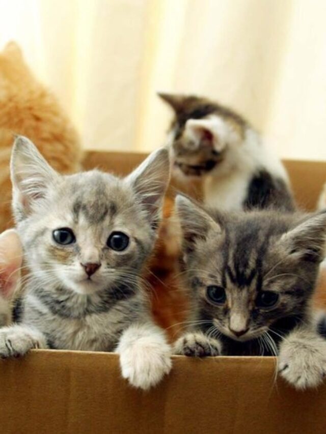 Surprising Cat Facts You Didn’t Know