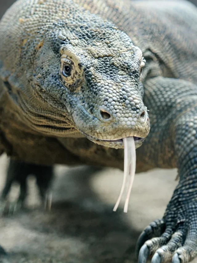 Top 10 Interesting Facts about Animals