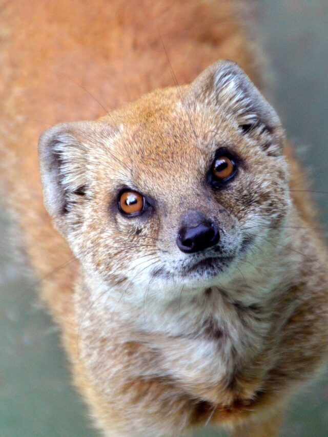Magnificent Facts About Mongooses