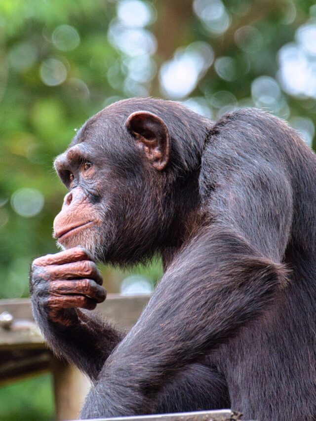 Interesting facts about Chimpanzees